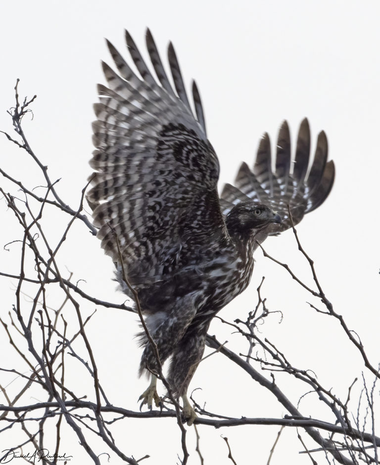 On The Road - Albatrossity - Winter in Flyover Country 2 2