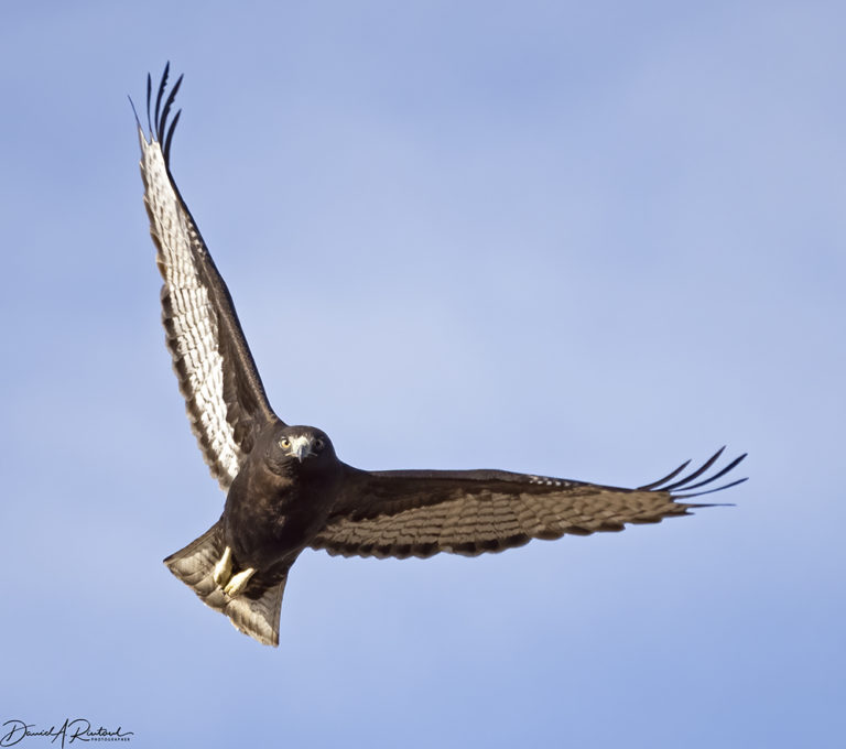 On The Road - Albatrossity - Winter in Flyover Country 1 1