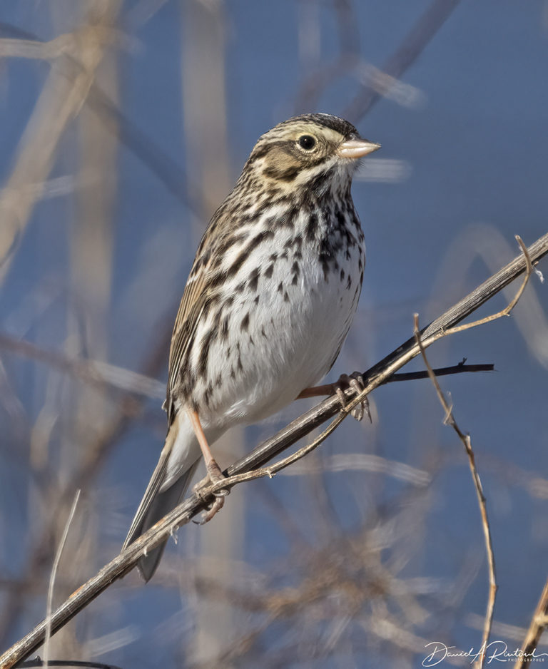 On The Road - Albatrossity - Winter in Flyover Country 1 8