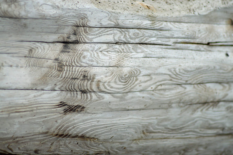 On The Road - Mike in Oly - Texture & Pattern in Nature: Wood 3