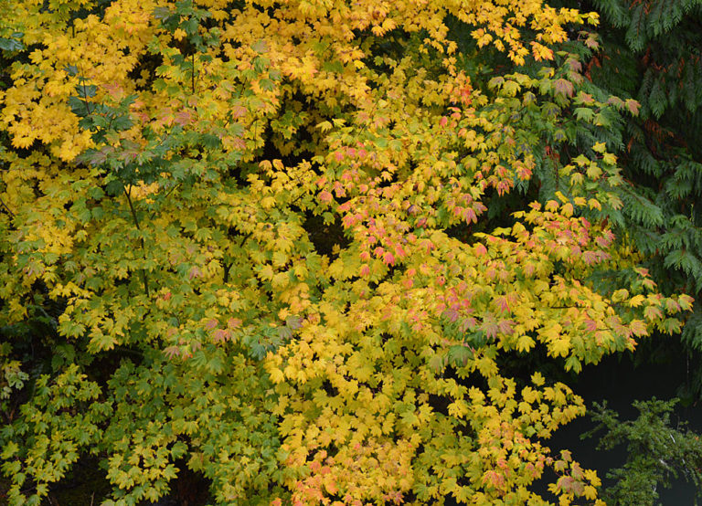 On The Road - Mike in Oly - Texture & Pattern in Nature: Flora 4