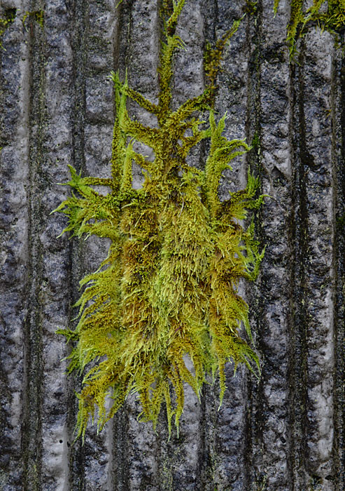 On The Road - Mike in Oly - Texture & Pattern in Nature: Flora 3