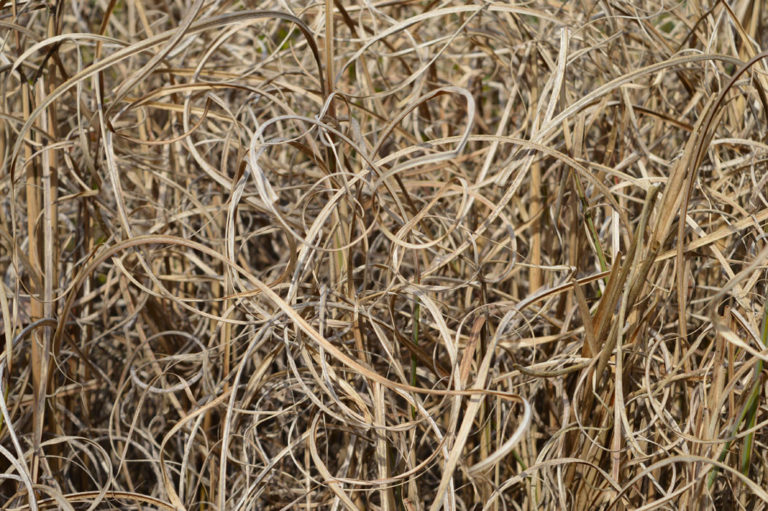 On The Road - Mike in Oly - Texture & Pattern in Nature: Flora 2