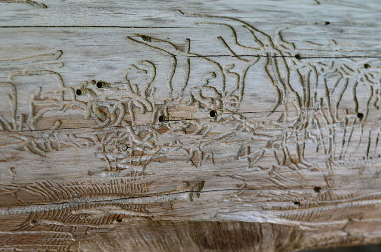 On The Road - Mike in Oly - Texture & Pattern in Nature: Wood 2