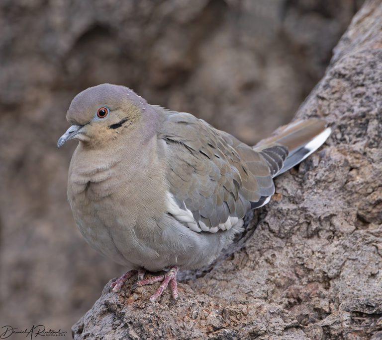 On The Road - Albatrossity - Big Bend National Park - #1 6