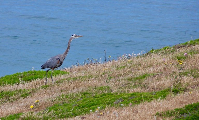 On The Road - TheOtherHank - Water Birds 6