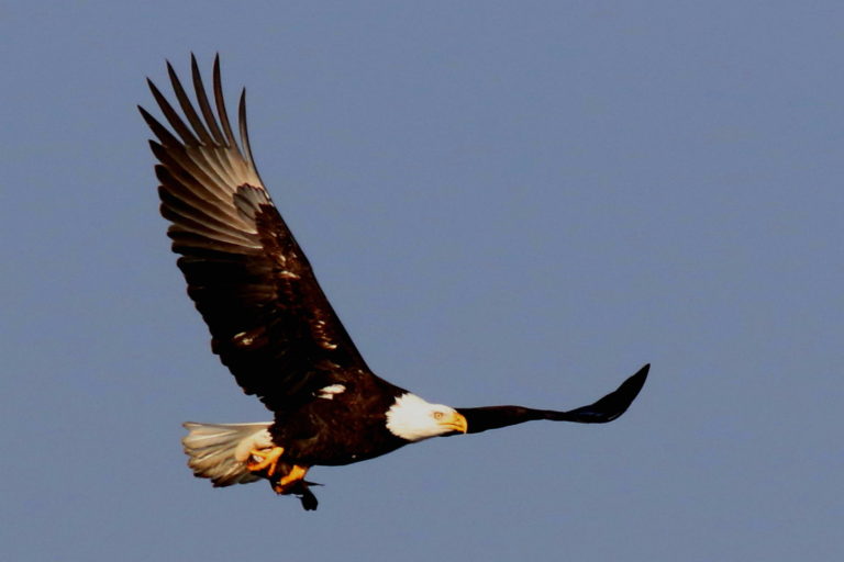 On The Road - pat - eagles and hawks in flight 2