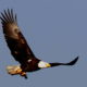 On The Road - pat - eagles and hawks in flight 2
