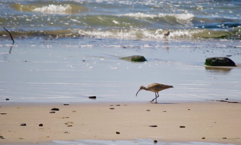 On The Road - TheOtherHank - Water Birds 3