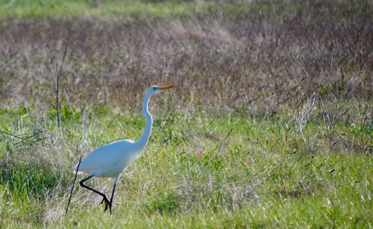 On The Road - TheOtherHank - Water Birds 2