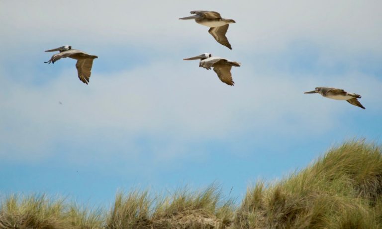 On The Road - TheOtherHank - Water Birds 1