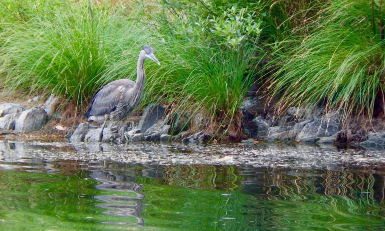 On The Road - TheOtherHank - Water Birds