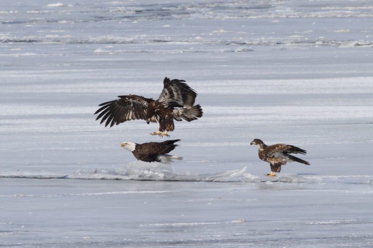 On The Road - pat - eagles and hawks in flight 1