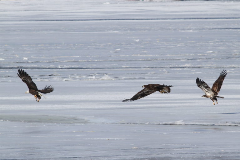 On The Road - pat - eagles and hawks in flight