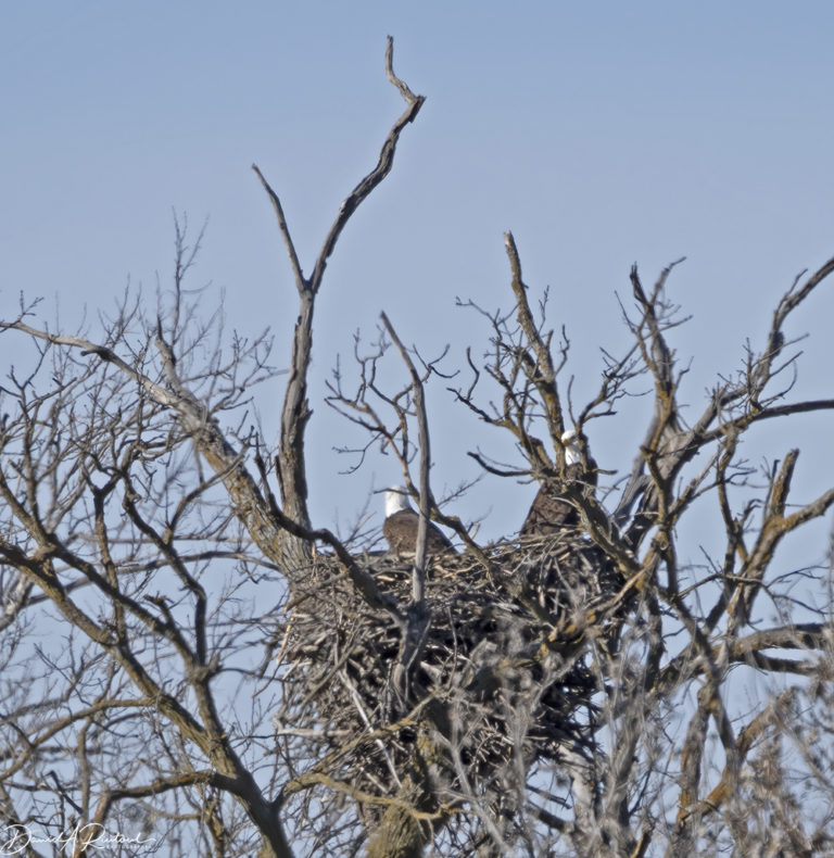 On The Road - Albatrossity - Winter in Flyover Country 5 6