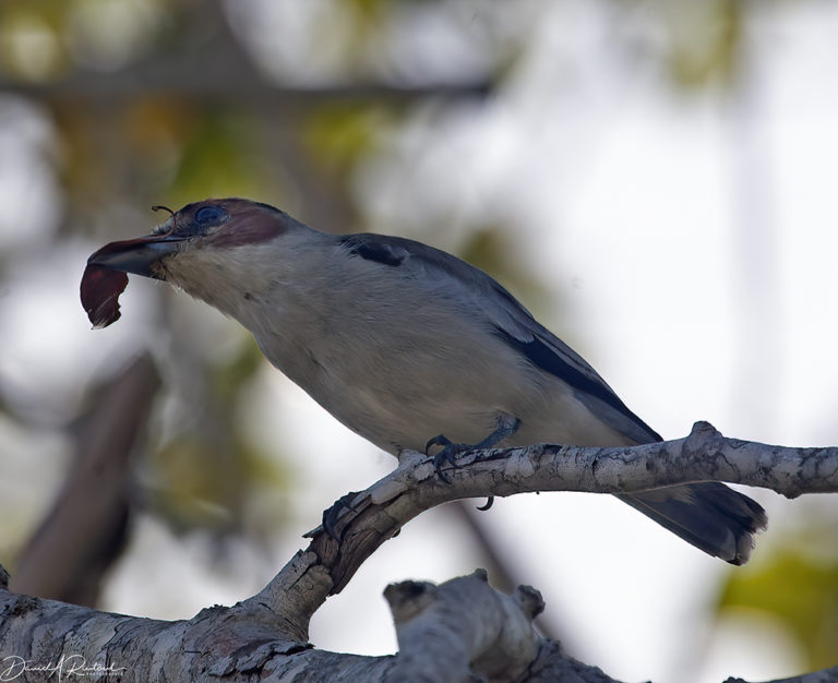 On The Road - Albatrossity - Yucatan #2 1