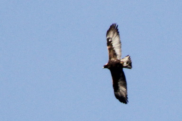 On The Road - pat - eagles and hawks in flight 9