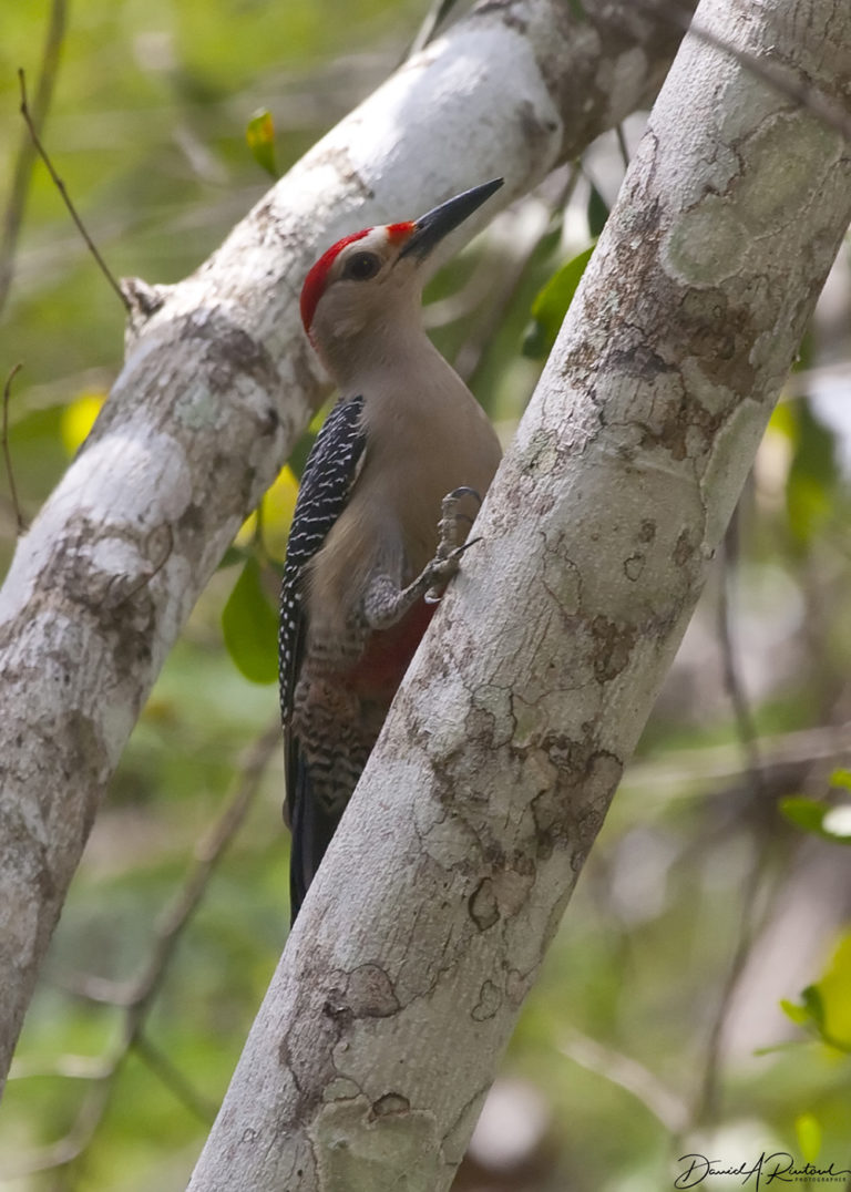 On The Road - Albatrossity - Yucatan #1 6