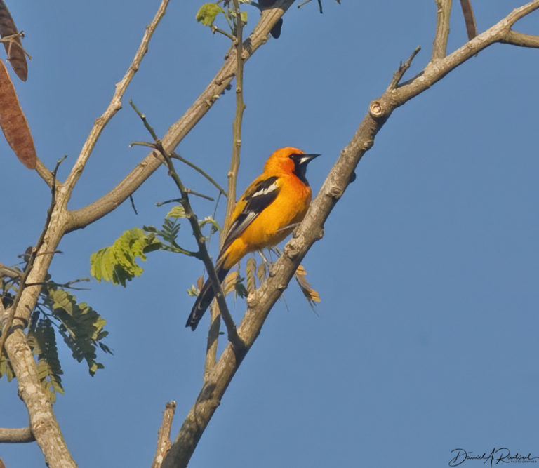 On The Road - Albatrossity - Yucatan #2 8