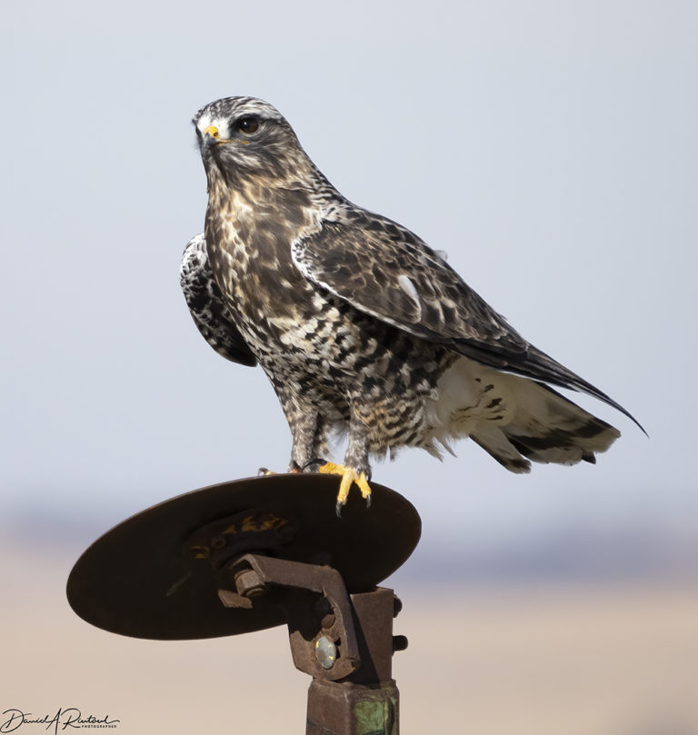 On The Road - Albatrossity - Winter in Flyover Country 5 4