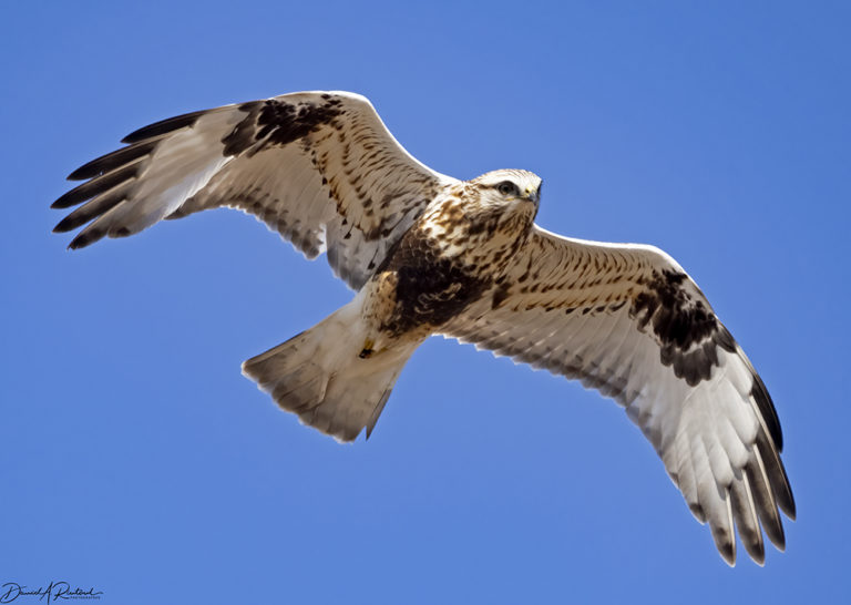 On The Road - Albatrossity - Winter in Flyover Country 5 3