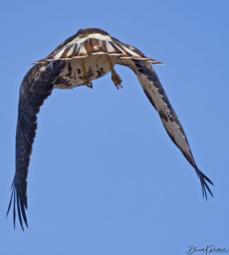 On The Road - Albatrossity - Winter in Flyover Country 5