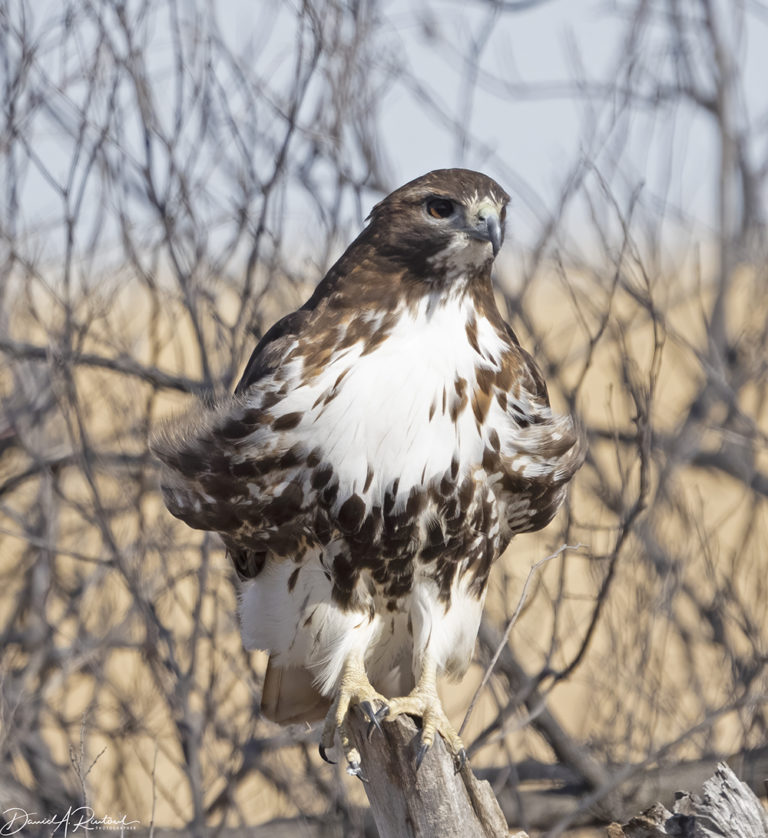 On The Road - Albatrossity - Winter in Flyover Country 5 1