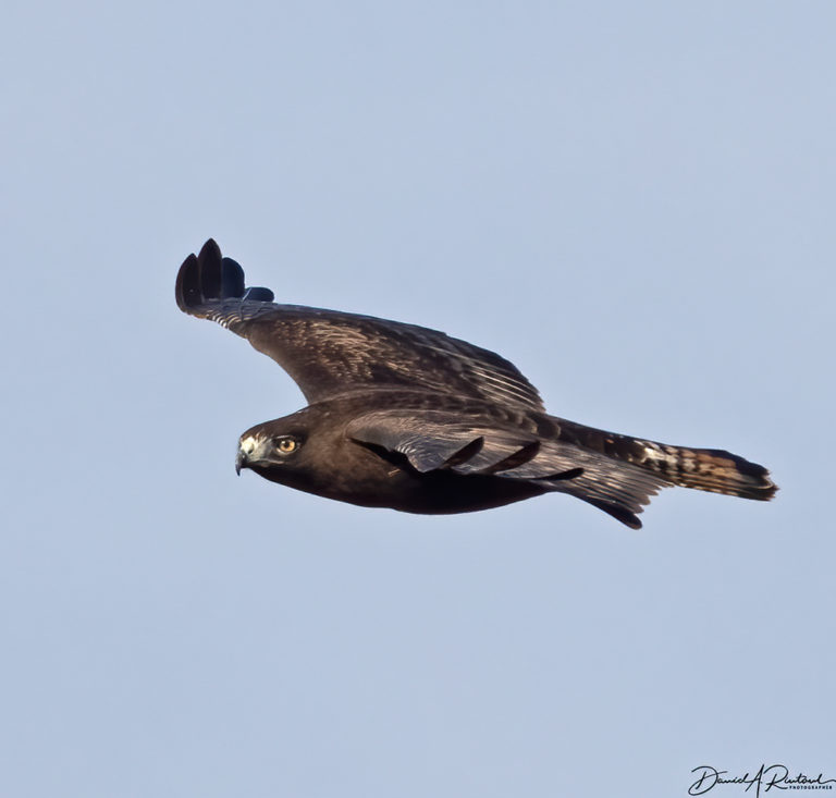 On The Road - Albatrossity - Raptor trapping and banding