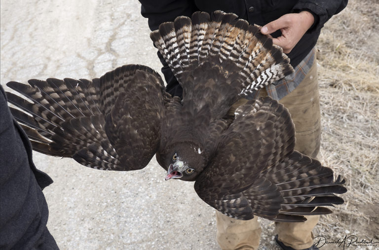 On The Road - Albatrossity - Raptor trapping and banding 5