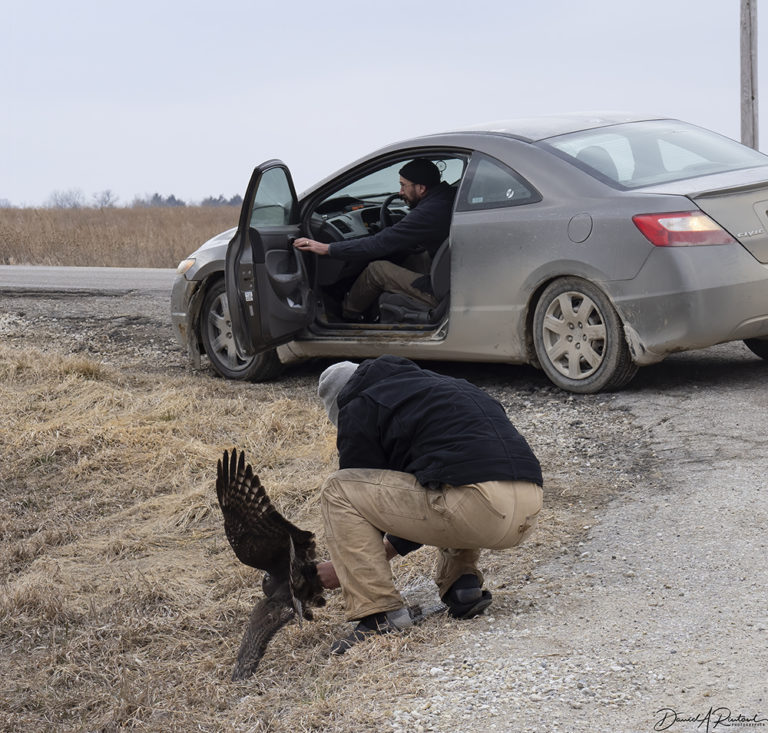 On The Road - Albatrossity - Raptor trapping and banding 7