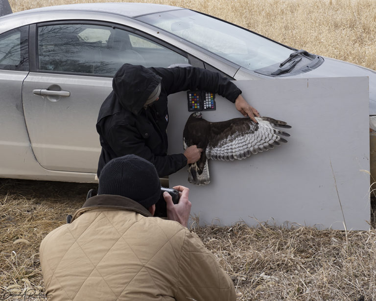 On The Road - Albatrossity - Raptor trapping and banding 3