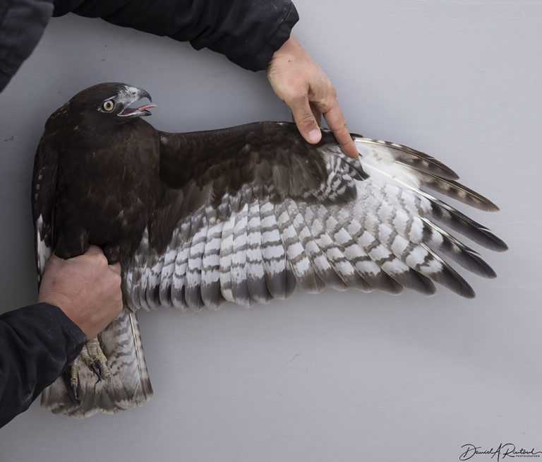 On The Road - Albatrossity - Raptor trapping and banding 4