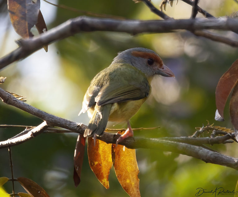 On The Road - Albatrossity - Yucatan #2 2