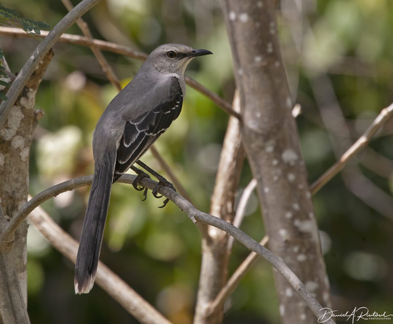 On The Road - Albatrossity - Yucatan #1 5