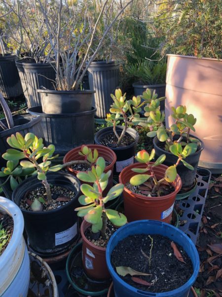 Sunday Garden Chat:  Jade Plants 3