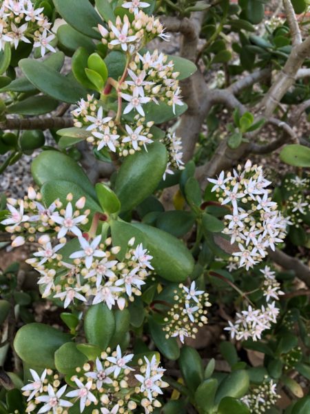 Sunday Garden Chat:  Jade Plants 6