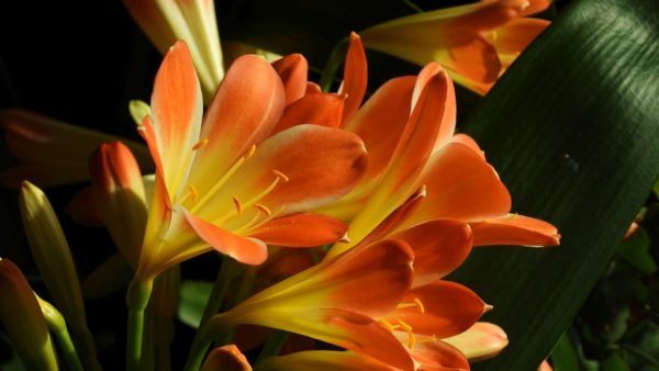 Sunday Morning Garden Chat: Clivia, A Winter Favorite 1