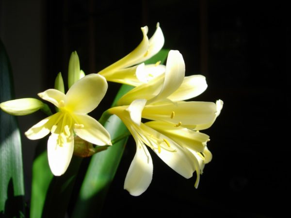 Sunday Morning Garden Chat: Clivia, A Winter Favorite 2