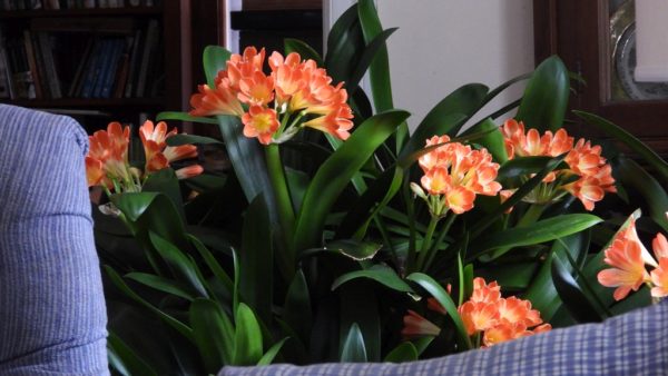 Sunday Morning Garden Chat: Clivia, A Winter Favorite
