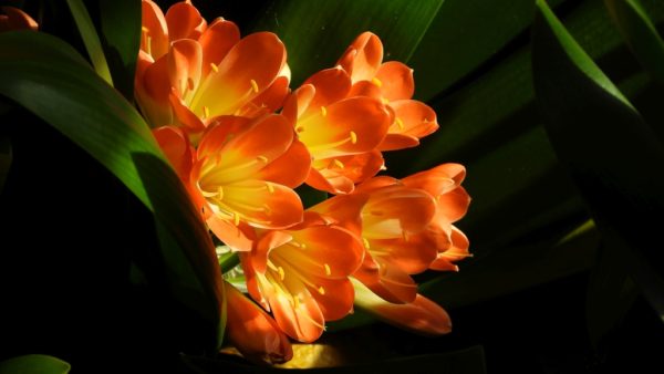 Sunday Morning Garden Chat: More Clivias