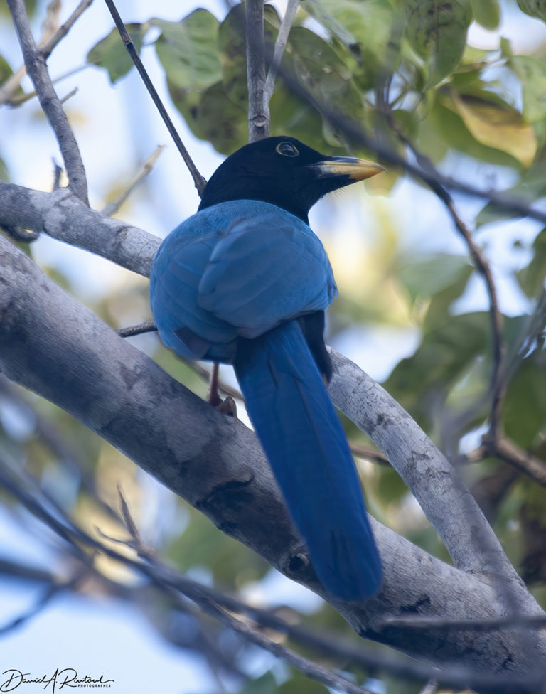 On The Road - Albatrossity - Yucatan #2