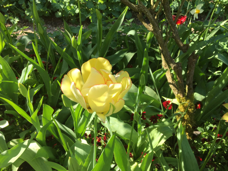 On The Road - MollyS - Monet's gardens at Giverny France, the Clos Normand (2) 6