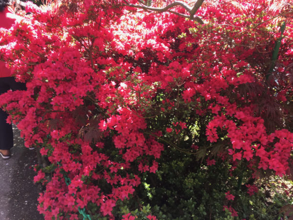 On The Road - MollyS - Monet's gardens at Giverny, the water garden and house 3