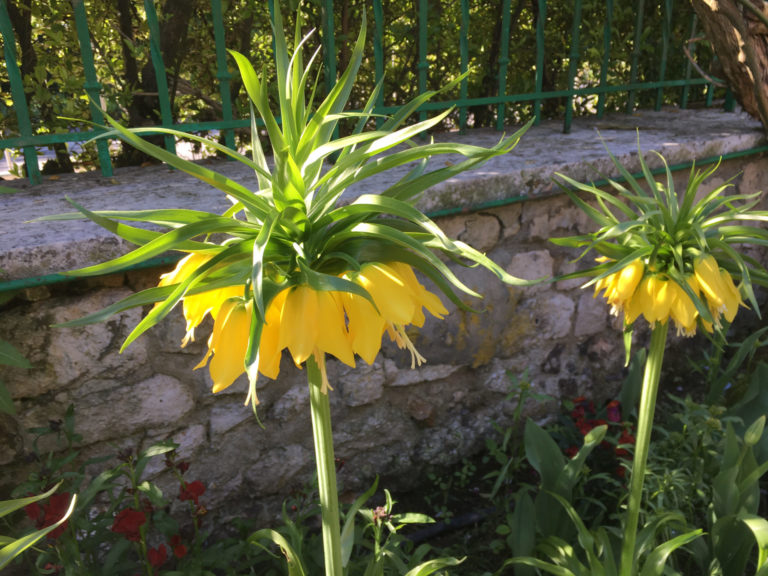 On The Road - MollyS - Monet's gardens at Giverny France, the Clos Normand (2) 1