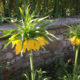On The Road - MollyS - Monet's gardens at Giverny France, the Clos Normand (2) 1