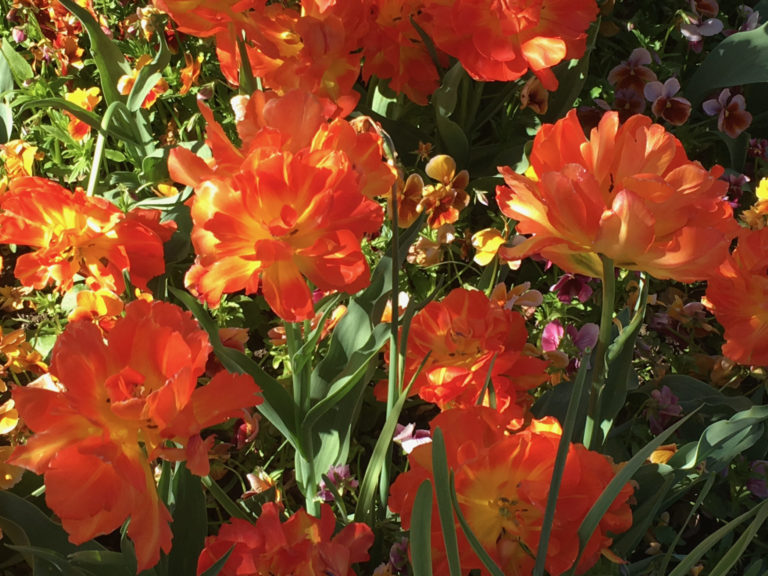 On The Road - MollyS - Monet's gardens at Giverny France, the Clos Normand (2)