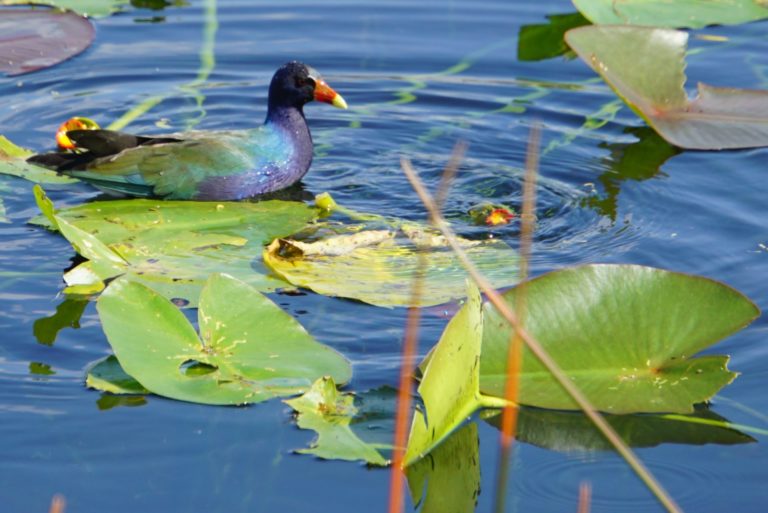 On The Road - frosty - Everglades Birds 6