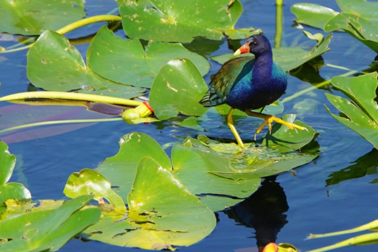 On The Road - frosty - Everglades Birds 5