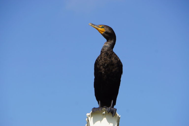 On The Road - frosty - Everglades Birds 4