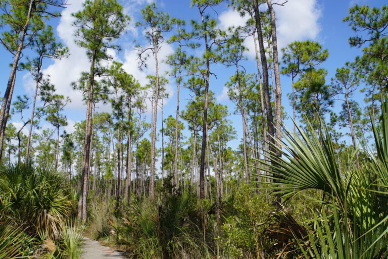 On The Road - frosty - Everglades National Park 6